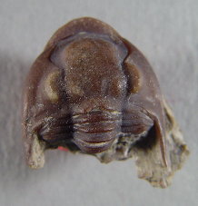Ameura missouriensis