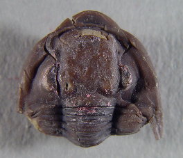Ameura missouriensis