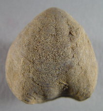 Composita sp. cf. subtilita