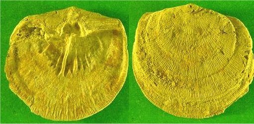 Derbyia Crassa