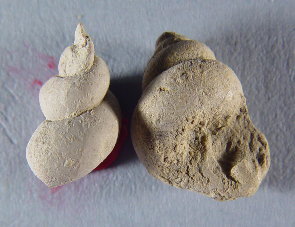 Dictyomaria sp.