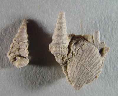 Goniasma sp.