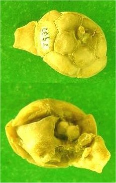 Halogetocrinus sp. cf. paucus