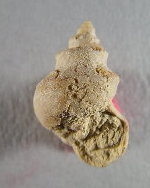 Hypselentoma sp.