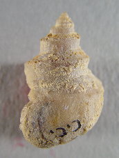 Hypselentoma sp.