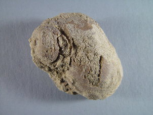 Ianthinopsis sp.