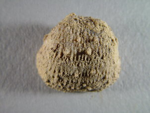 Juresania nebrascensis