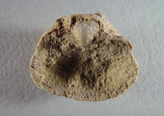 Juresania nebrascensis