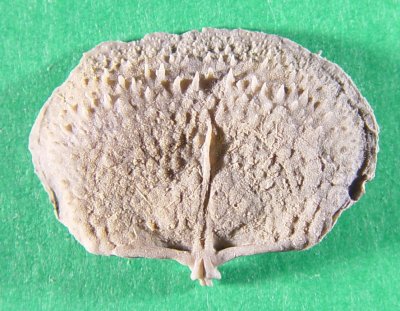 Juresania nebrascensis