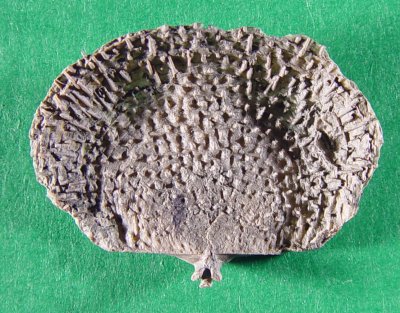 Juresania nebrascensis