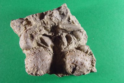 Juresania nebrascensis