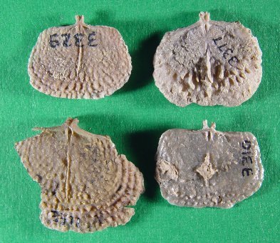 Juresania nebrascensis