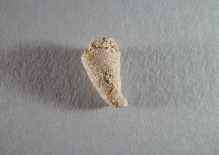 Lophophyllidium proliferum