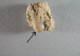 Naticopsis sp cf. scintilla