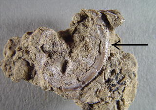 Orbiculoidea sp. cf. missouriensis
