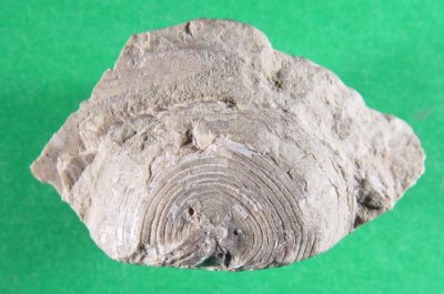 Orbiculoidea sp. cf. missouriensis