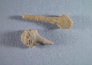 Undetermined pirasocrinid genus
