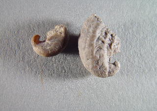 Platyceras sp. cf. parvum