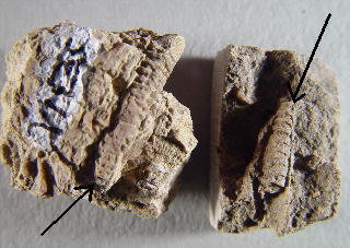 Pseudorthoceras