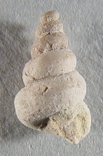 Pseudozygopleura sp.