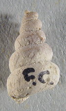 Pseudozygopleura sp.