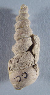 Pseudozygopleura sp.