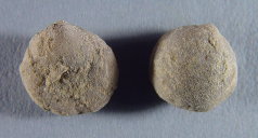 Rhipidomellasp. cf. carbonaria