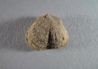 Debryia sp. cf. bennetti