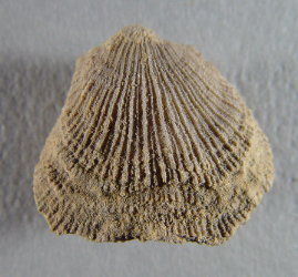 Debryia sp. cf. bennetti