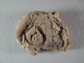 Straparrolus sp.
