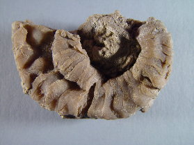 Tainoceras sp.