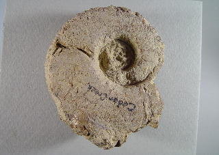 Tainoceras sp.