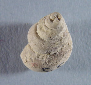 Worthenia sp.