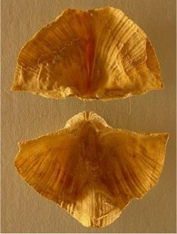 Neospirifer sp. cf. N. kansasensis