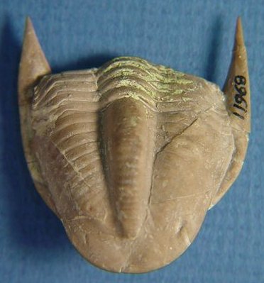 Ameura missouriensis