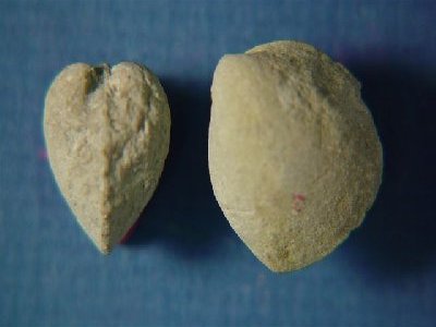 Nuculana anodontoides
