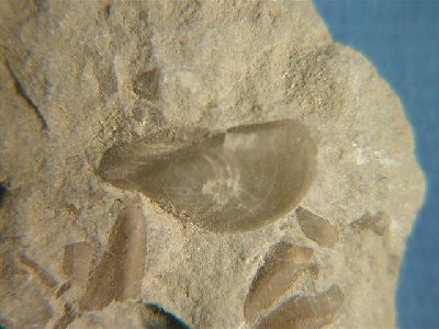 Myalina swallowi