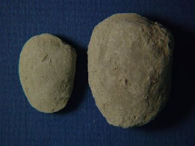 Edmondia aspinwallensis