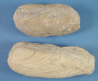 Burrowing Clam, Wilkingia terminale