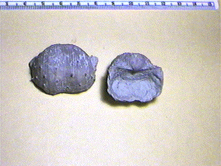 Antiquatonia portlockianus