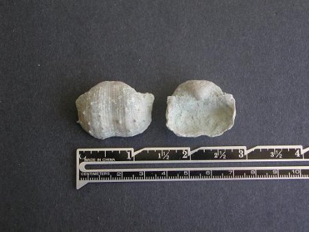 Antiquatonia portlockianus