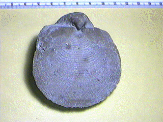 Echinaria moorei