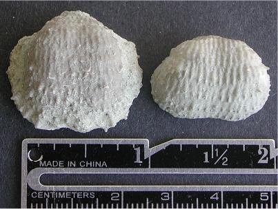 Juresania nebrascensis