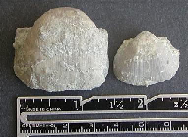 Linoproductus prattenianus