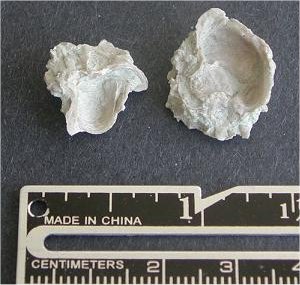 Planispina armata