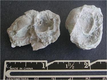 Planispina armata