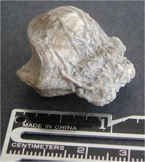 Planispina armata
