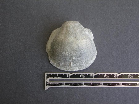 Pulchratia ovalis