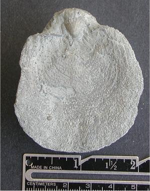Pulchratia ovalis