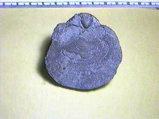 Pulchratia symmetricus